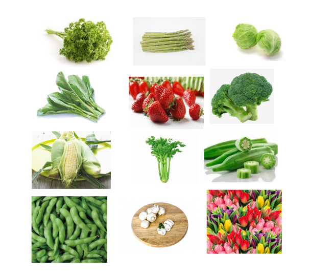 R404A limpam pre refrigerar rápido do refrigerador para vegetais/cogumelos/flores cortadas frescas 4